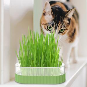 Hot Selling Matatabi Nature <strong>Catnip</strong> Cleaning Teeth Tools Chew Toy for <strong>Cat</strong> Interactive Training Pet <strong>Cat</strong> Toys - Product Image 4