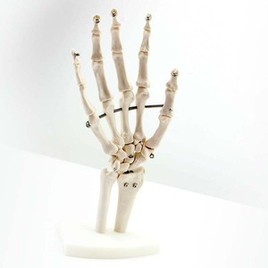 Anatomical <strong>Human</strong> Teaching Hand Bone of PVC Material - Product Image 2