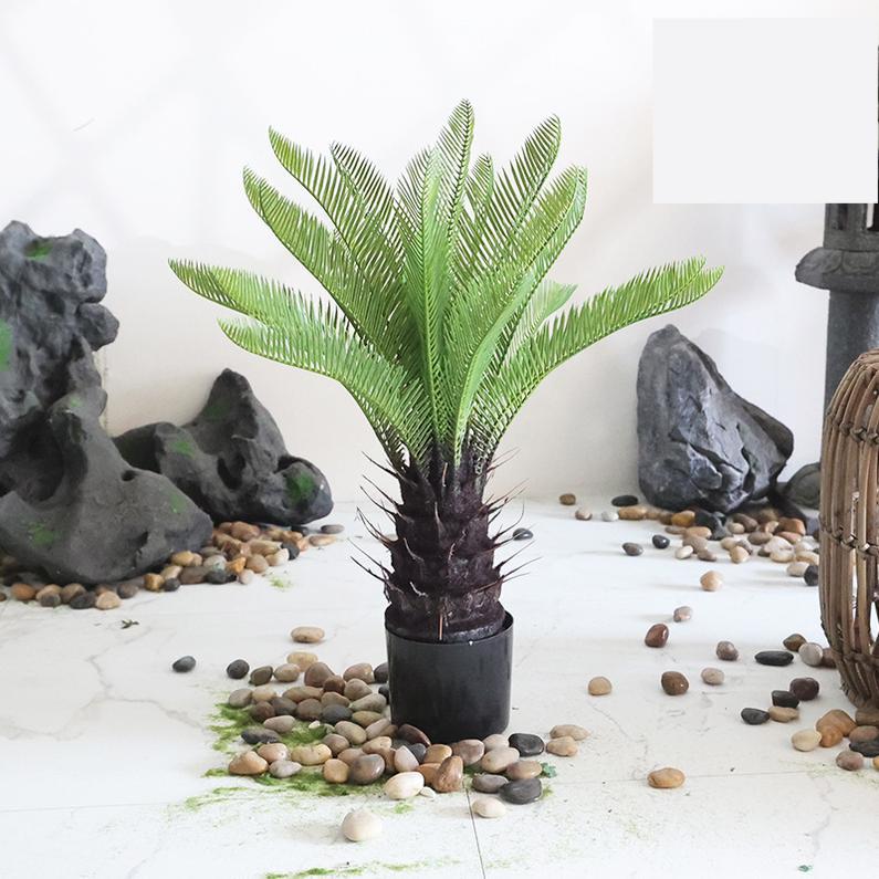 petite plante en pot de cycade