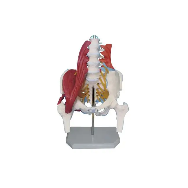 50002.04A colonna vertebrale lombare con muscoli