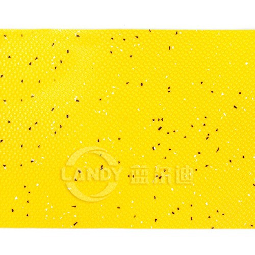 Jaune