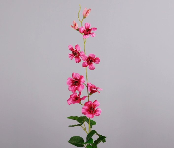 Rosa madeira
