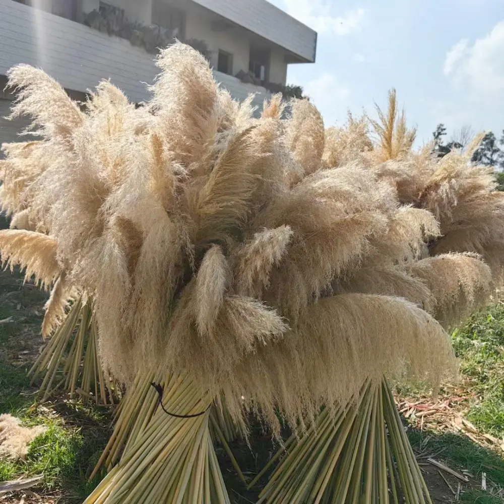 Stile BOHO naturale vera e soffice pampa erba conservata pampa essiccata erba grande per la decorazione di nozze