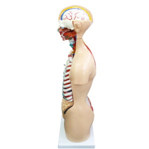 Medical Science Teaching Anatomical 85CM Life Size Removable Organs PVC Half Body <strong>Human</strong> Torso Models With 20 Parts - Product Image 5