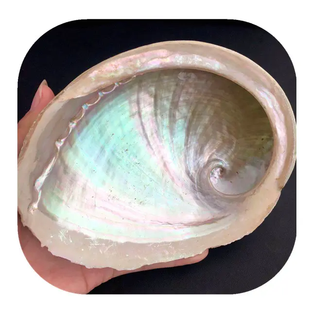 חדש כניסות קריסטל קישוטי בית תפאורה סבון מחזיק דגימה טבעי גדול Abalone מעטפת עבור מרווה מחזיק