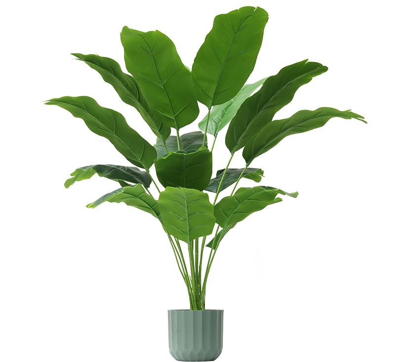 Plantes vertes 6