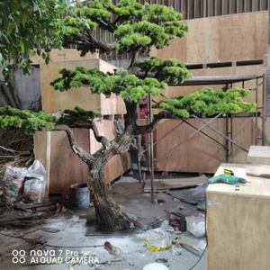 Bulk Order Height Quality Control Bonsai <strong>Trees</strong> Artificial Pine <strong>Tree</strong> - Product Image 3