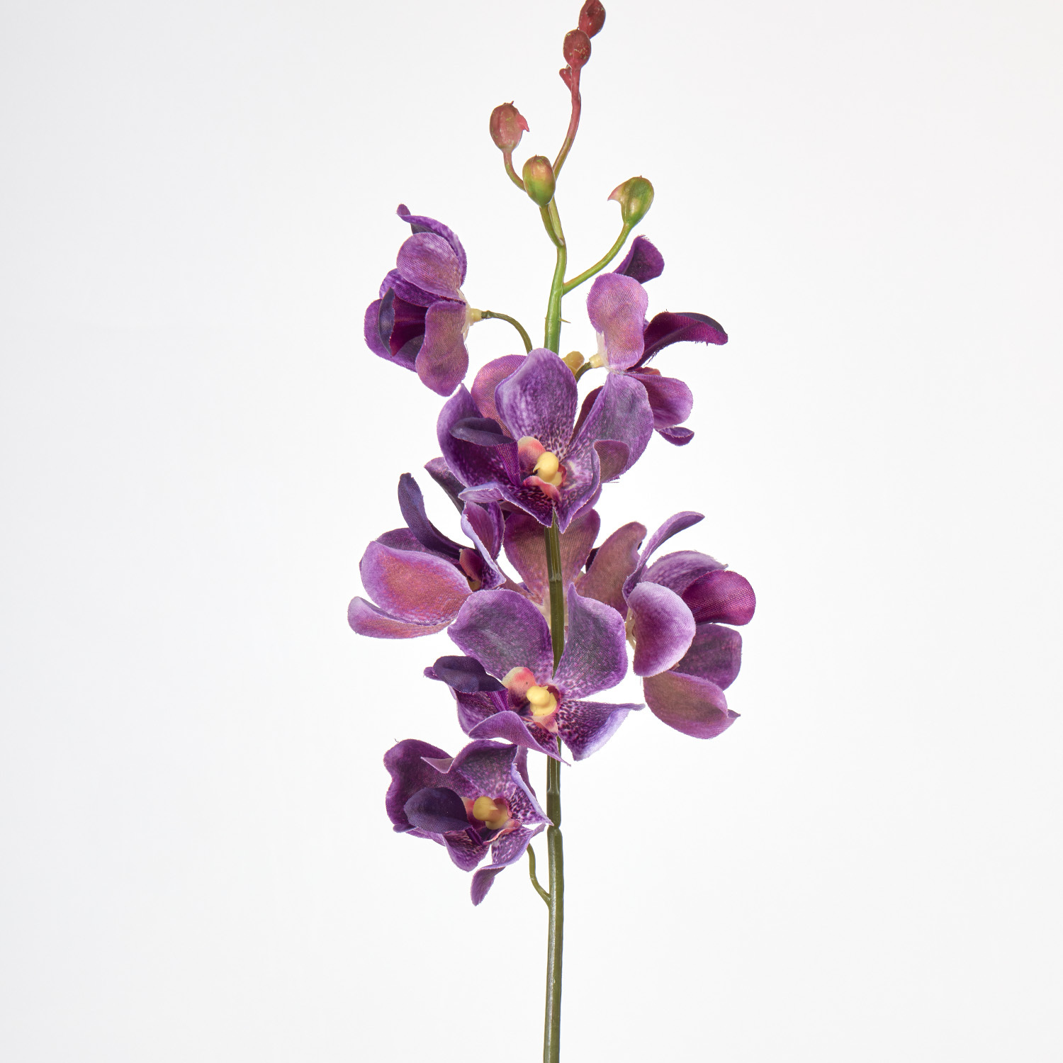 Rosso Viola