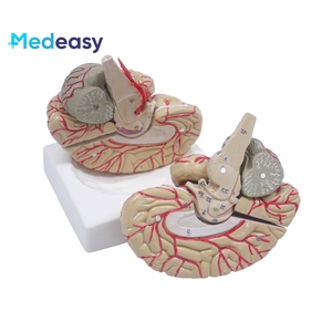 Modello di insegnamento della struttura dell'organo umano del modello di anatomia del cervello umano, il cervelletto può essere smontato - Product Image 4