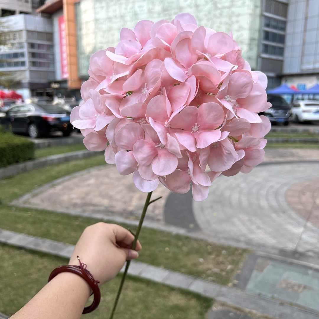 Hortensia#2