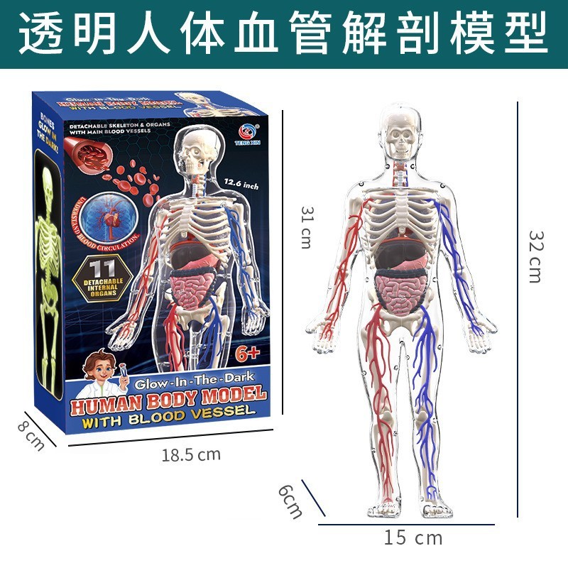Serie del cuerpo humano-modelo humano vascular txx-016