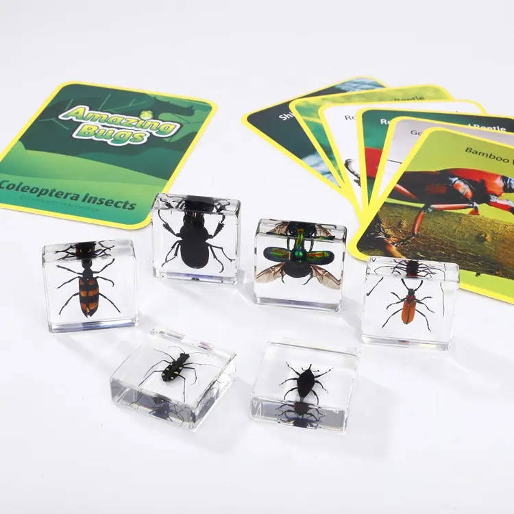 Lot de vrais insectes en résine, jouets d'enseignement pour les enfants, olérobés pour l'enseignement de la bio, 10 pièces
