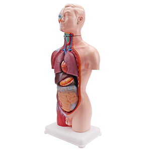 <strong>Human</strong> Body Anatomy Education Model Educational Science Kits of 42CM MINI <strong>Human</strong> Torso Model Medical Model Educational Equipment