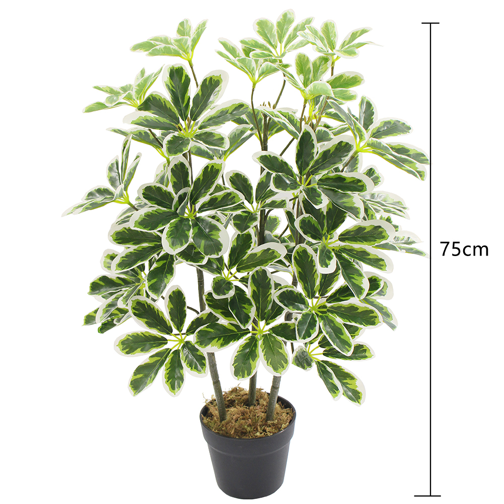 75cm