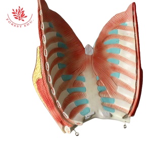 İnsan mankeni tıp bilimi 32 parça Unisex kafa gövde ve İç Organ İnsan Torso anatomik modeli - Product Image 6