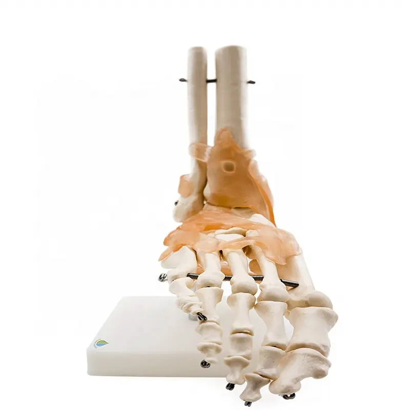 إنتاج عالية الجودة PVC العظام نموذج تشريحي الإنسان الحياة الحجم القدم المشتركة قالب هيكل عظمي مع الرباط