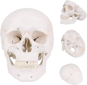 Teaching Resources Life-size <strong>Human</strong> Skull Model <strong>3</strong> Part Laboratory Removable Skull Articulated Model