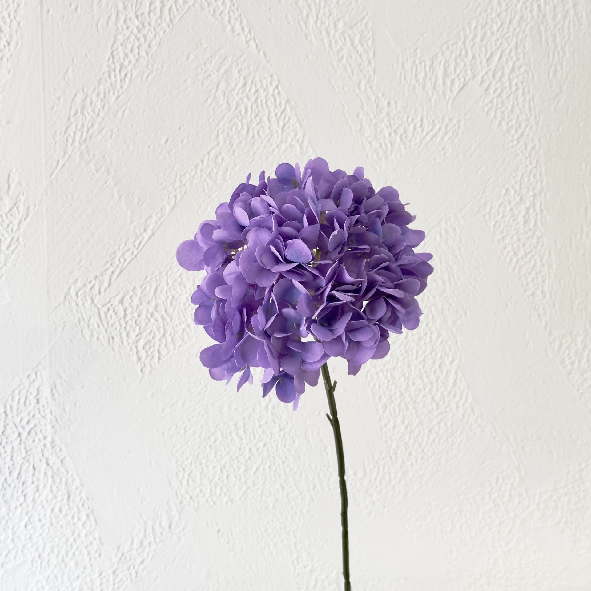 Viola-1