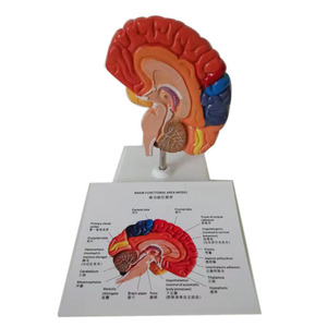 人脑医学人体解剖学彩色脑功能模型 - Product Image 4