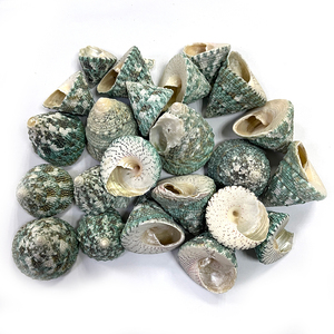 Satılık dekoratif doğal deniz kabuğu kabuklu kabukları spiral kabuk - Product Image 1