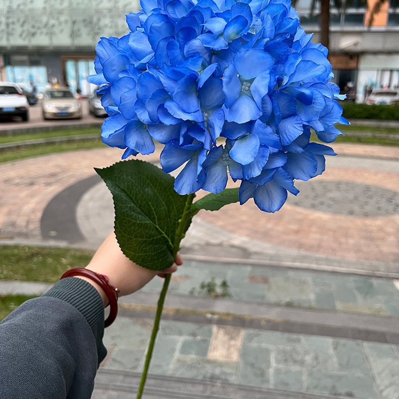 Bleu Poussiéreux, Hortensia français à une seule tête - bleu foncé
