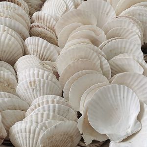 2-3 Inch Real Natural Sea Shell Beach Sea Shells White Scallop Shells for Crafts <strong>Baking</strong>
