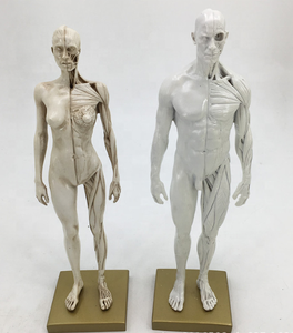 <strong>Art</strong> Human Musculoskeletal Anatomical Structure Model Painting <strong>Art</strong> Sculpture Teaching Reference Model 30cm Muscle Human Model - Product Image 3