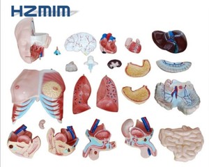 Tıbbi bilim için insan anatomik % Torso modeli doğru insan vücudu modeli - Product Image 5