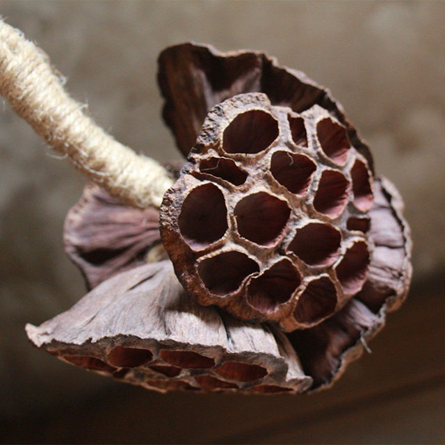 สายดอกบัว