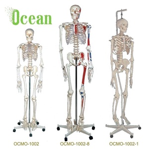 Disartiküle plastik insan öğretim İskelet modeli kafatası ile - Product Image 1