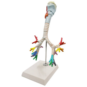 <strong>Human</strong> Larynx and Tracheobronchial Tree Model Laryngeal Anatomy Model Lung Broncholaryngoscope Demonstration Model - Product Image 2