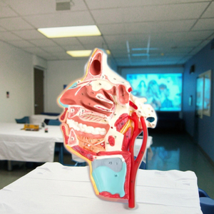 GD/A18108 PVC Anatomical Model Medical Science Mouth Nose Pharynx and <strong>Larynx</strong> with Vessels and <strong>Nerves</strong> for School Use - Product Image 4