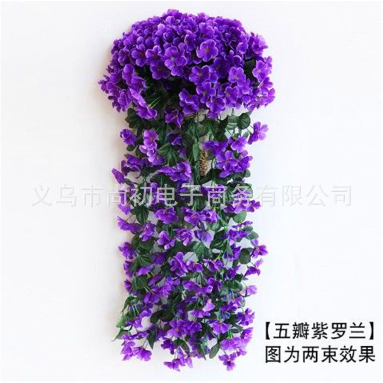 Five-petaled large violet blue-purple