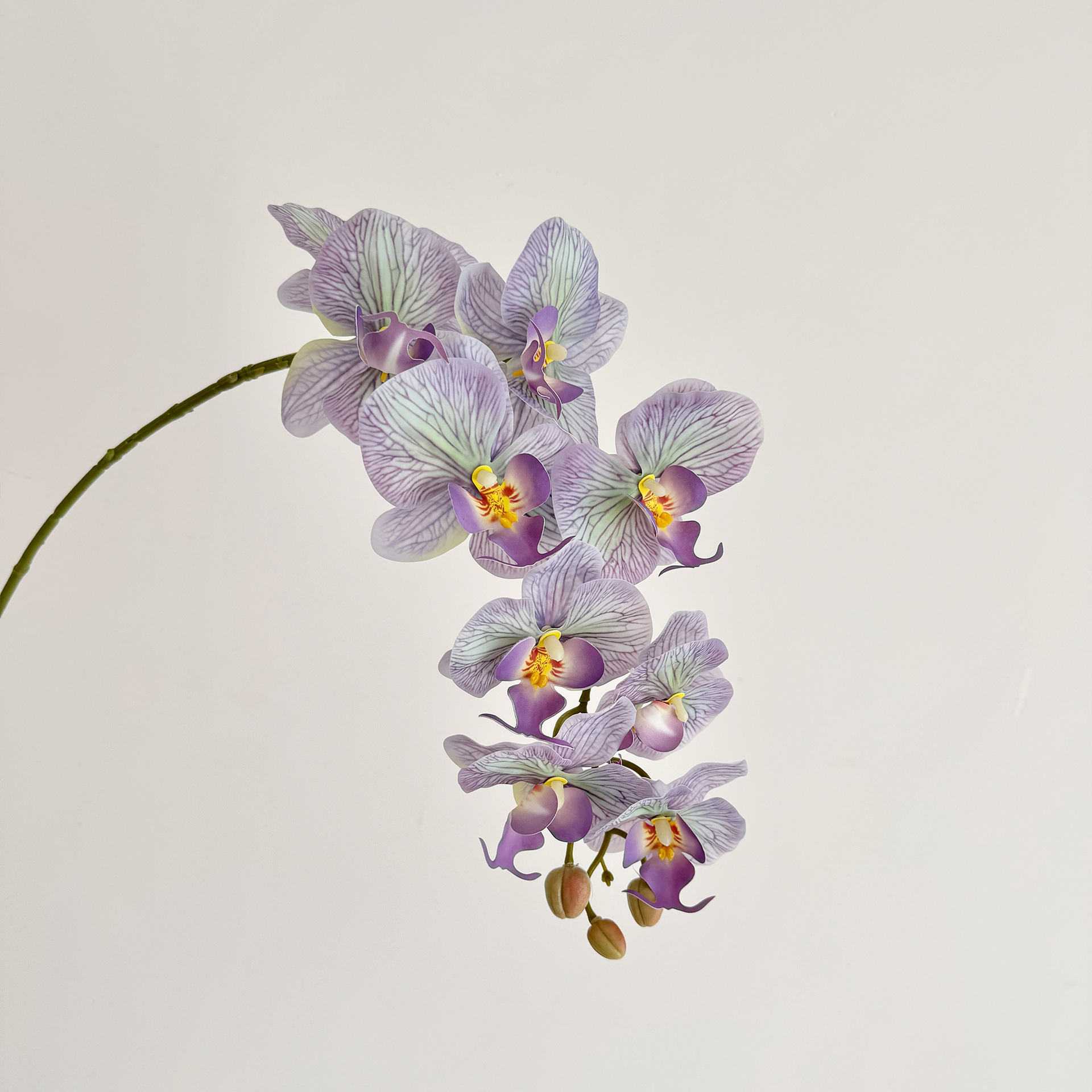Pourpre