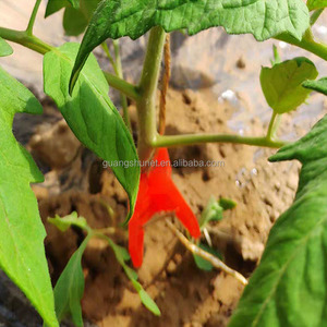 Malla para enrejados al cultivar, enrejados, tomates y verduras como pepinos, melones, pinzas para enredaderas - Product Image 2