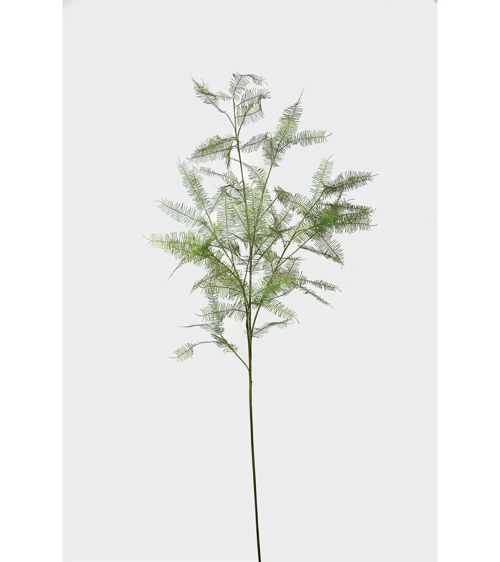 Nifloral artificiel Dicranopteris conservé feuilles fraîches Dicranopteris linearis verdure pour la décoration intérieure