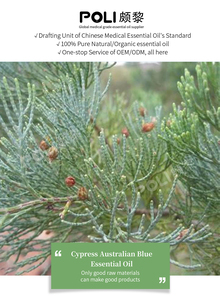100% Pure Natural Essential <strong>Oil</strong> with <strong>Cypress</strong> Australian Blue Ingredients for Body Massage Aromatherapy Made Bark Raw Material - Product Image 4