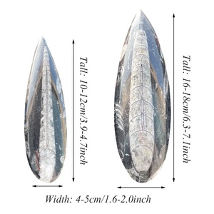 Venta al por mayor de fósiles de trilobites largos naturales de alta calidad con hermosos patrones para la decoración de la habitación - Product Image 6