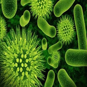 Masterbatch verde de la mejor calidad para polímeros básicos y para Plásticos de Ingeniería disponible por el fabricante en India