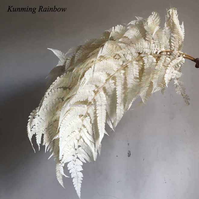 Wholesale Dried and Preserved Foliage Fillers Big Size White Plant Preserved Fern
