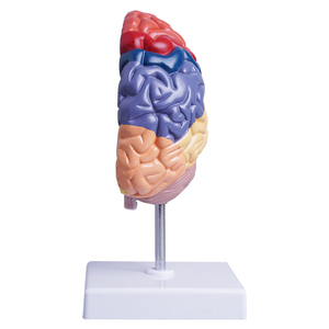 Anatomie der menschlichen Knochen Funktions bereich der rechten Hemisphäre Modell der Gehirn anatomie Medizinische Lehre Gehirn modell Farbe