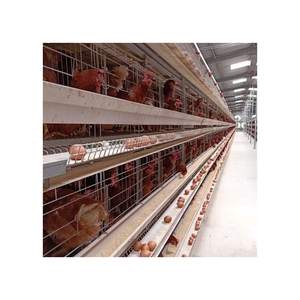 Büyük yumurta döşeme işlemleri için fabrika toptan H tipi katman pil tavuk kafesi - Product Image 1