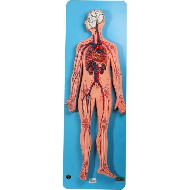 GD/a16001 sistema circolatorio con arterie e le vene modello di modello anatomico)