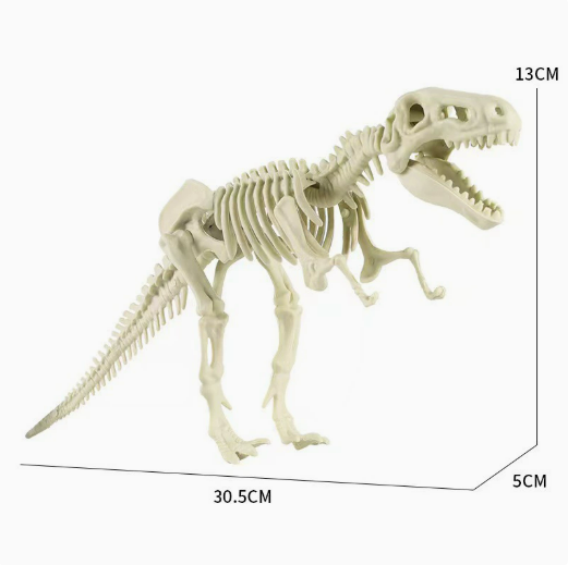 TXMR-635 Large-sized skeleton (Tyrannosaurus rex)