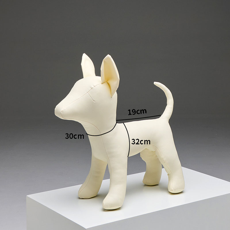Chihuahua JW blanc