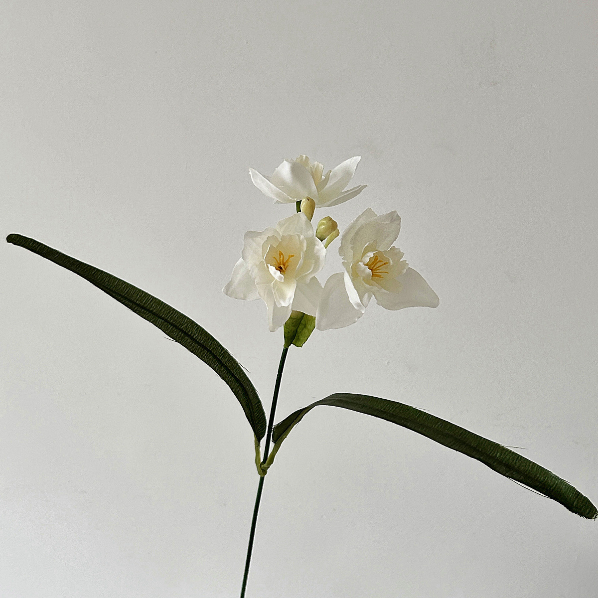 Nucleo bianco bianco