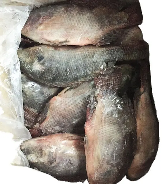 Commercio all'ingrosso di frutti di mare di alta qualità di pesce fresco congelato intero tilapia