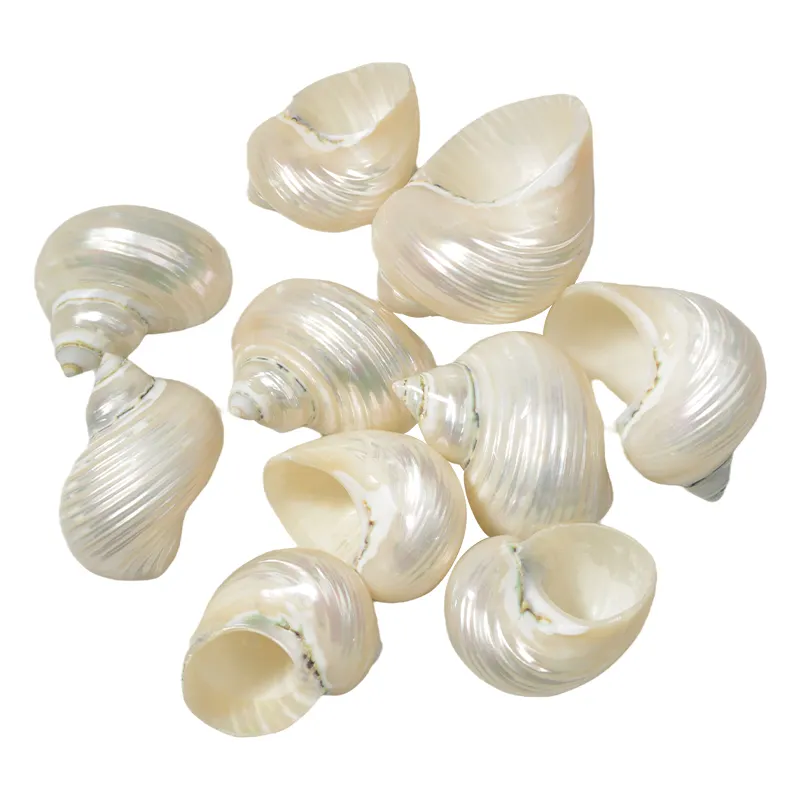 Concha de concha de mar Náutica para joyería de conchas marinas de moda DIY