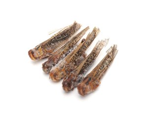 Sürüngen ve kuş evcil hayvanlar için çiftlik yükseltilmiş doğal ve Protein açısından zengin dondurulmuş çekirge - Product Image 4
