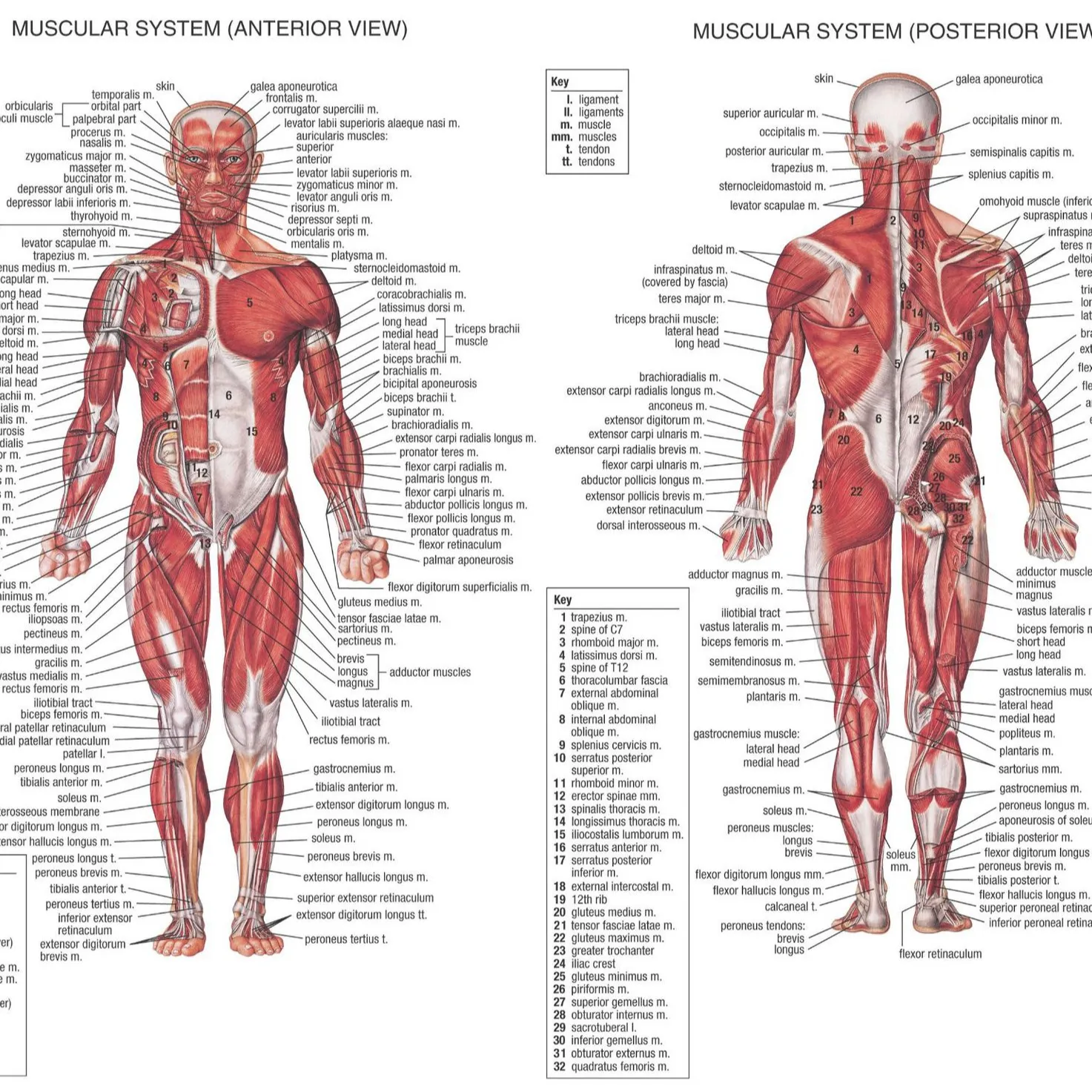 Carta da parati anatomica medica 3D in plastica educativa con licenza personalizzata Poster del sistema muscolare il poster del sistema muscolare